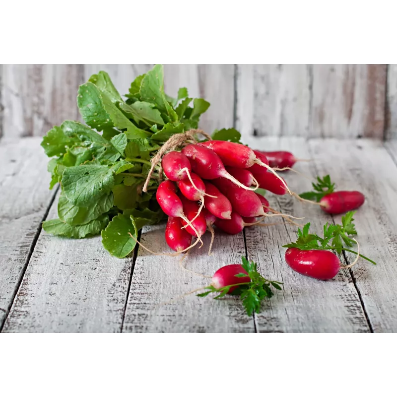 Opolanka Radish Toraf Vegetable Seeds, 10g Pack
