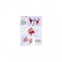 Laminator Pouch Olympia 1x100 DIN A5 80 micron