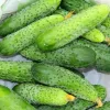 Cucumber seeds Apte Cucumber Portal F1 — tape 6 m, mid-early variety for pickling