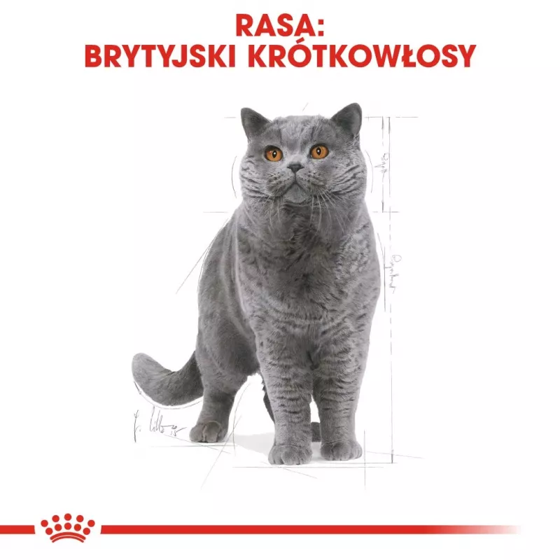 Royal Canin British Shorthair Adult Dry Cat Food 10 kg