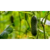Soplica F1 Toraf Cucumber Seeds, 5g Vegetable Seed Package