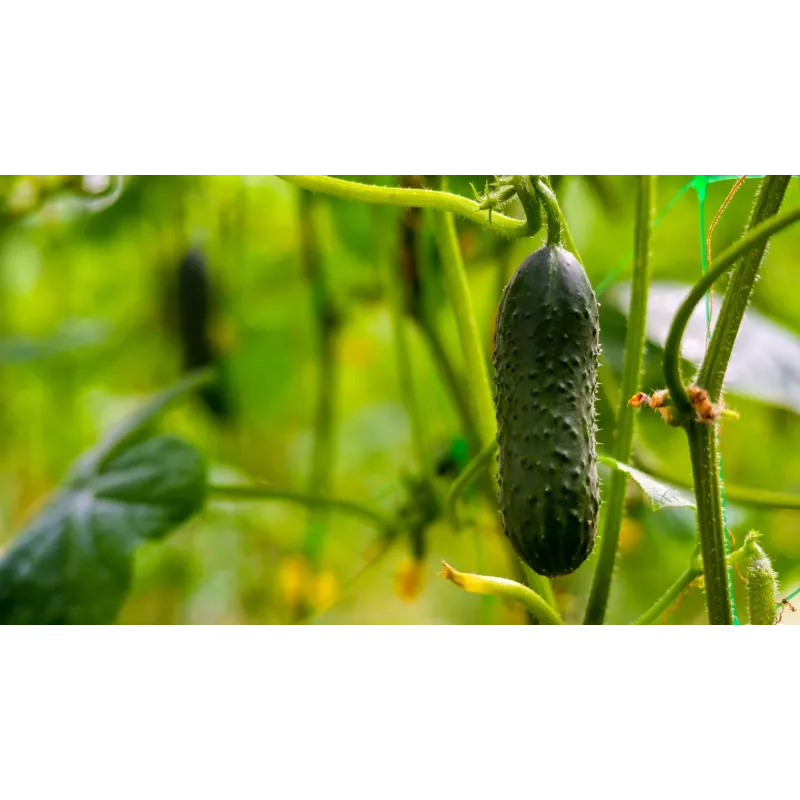 Soplica F1 Toraf Cucumber Seeds, 5g Vegetable Seed Package