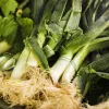 Seeds Seklos LT Leek Starozagorski Kamień — vegetable seeds, packet 1 g
