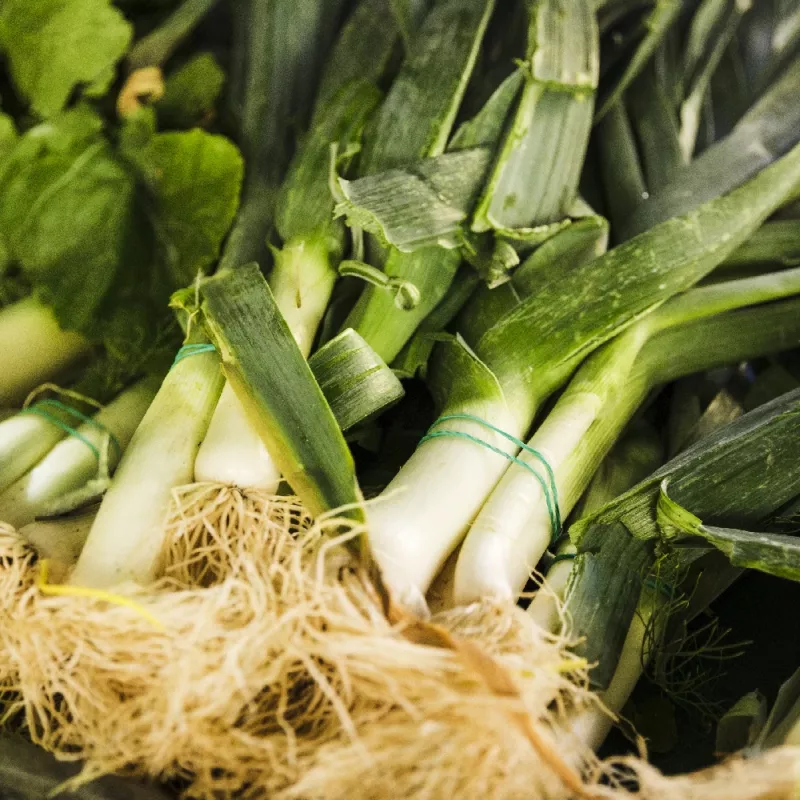 Seeds Seklos LT Leek Starozagorski Kamień — vegetable seeds, packet 1 g