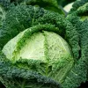Vegetable Seeds Apte Savoy Cabbage Langedijska — seed pack 2 g