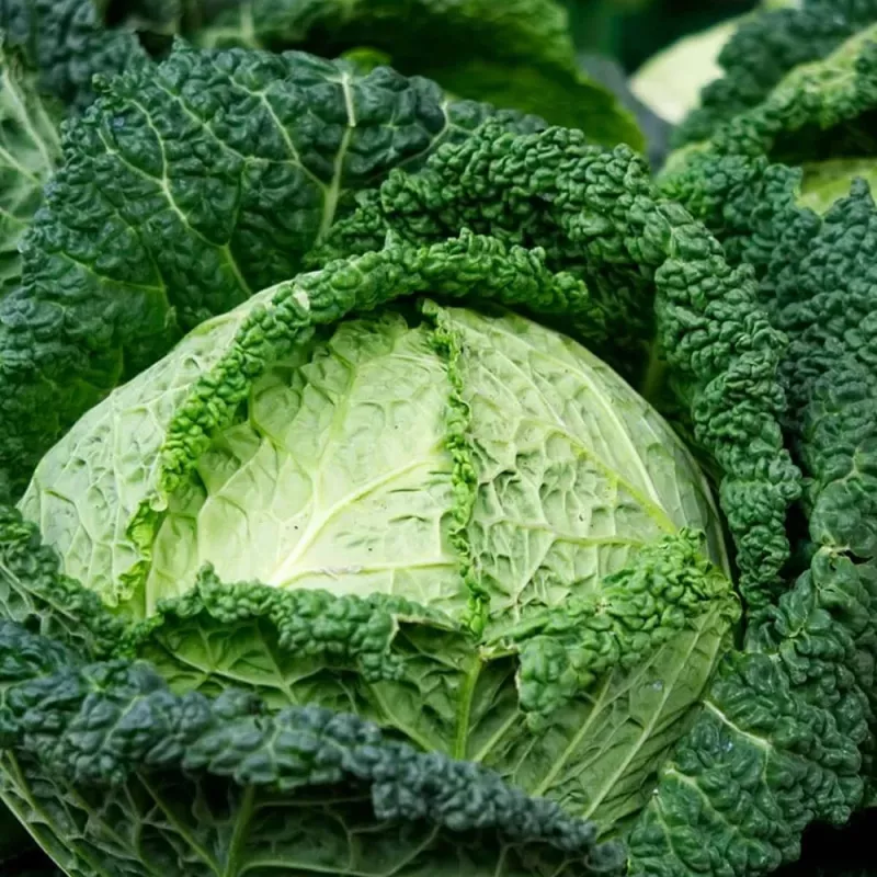Vegetable Seeds Apte Savoy Cabbage Langedijska — seed pack 2 g