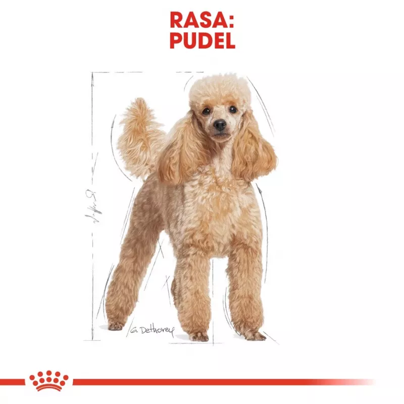 Dry Dog Food Royal Canin Poodle Adult 1.5 kg — Chicken, 30% Protein, 19% Fat