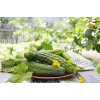 Polan F1 Toraf Cucumber Vegetable Seeds, 5g Pack