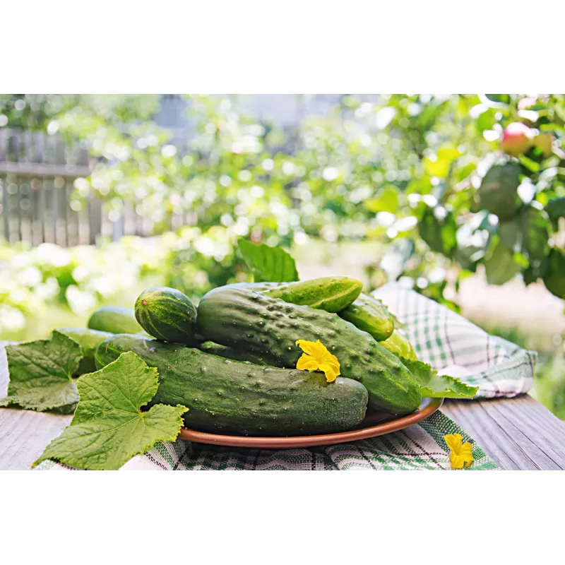 Polan F1 Toraf Cucumber Vegetable Seeds, 5g Pack