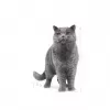 Royal Canin British Shorthair Adult Dry Cat Food 10 kg