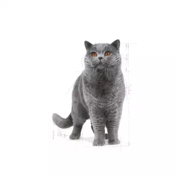 Dry cat food Royal Canin British Shorthair Adult 10 kg — poultry, protein 34%, fat 19%