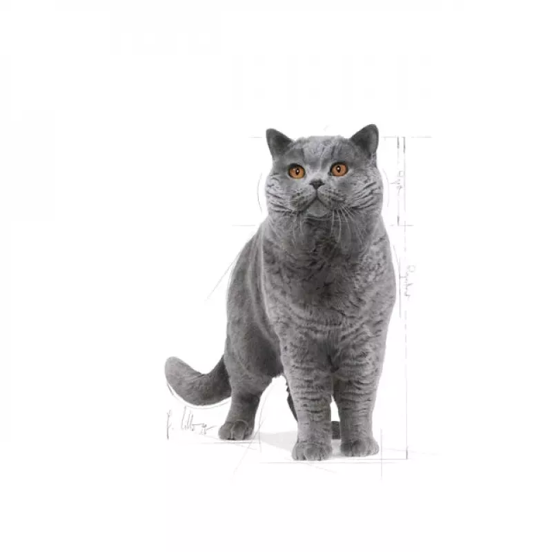 Royal Canin British Shorthair Adult Dry Cat Food 10 kg