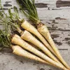 Seeds – Parsnip (Pietruszka Korzeniowa Alba) 3 g pack by Seklos LT