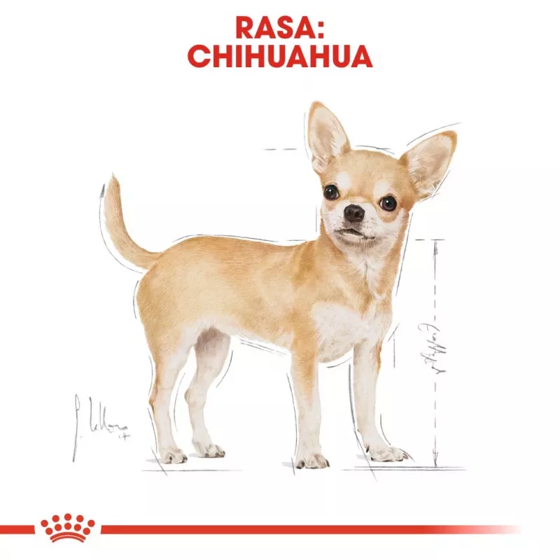 Dry Dog Food Royal Canin Chihuahua Adult 1.5 kg — Chicken, 28% Protein, Small/X‑Small Breed