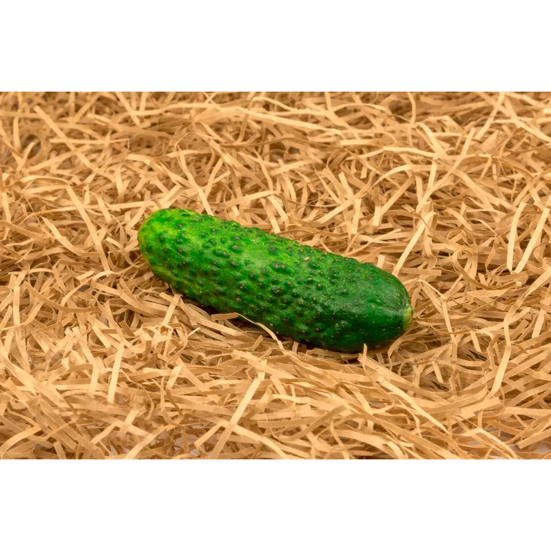 Cucumber Hela F1 Toraf Vegetable Seeds, 5g Pack