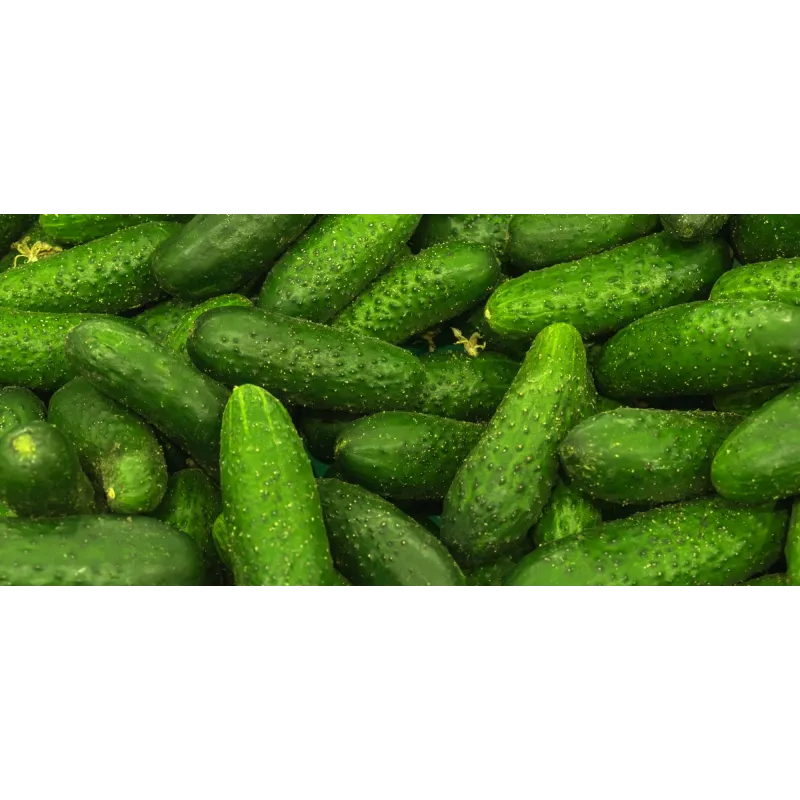 Cucumber Ares F1 Toraf Vegetable Seeds, 5g Pack