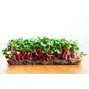 China Rose Radish Seeds for Sprouts, 20g Package