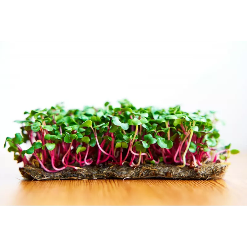 China Rose Radish Seeds for Sprouts, 20g Package