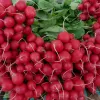 Seeds Apte Rzodkiewka CARMEN — Polish radish variety for year‑round cultivation
