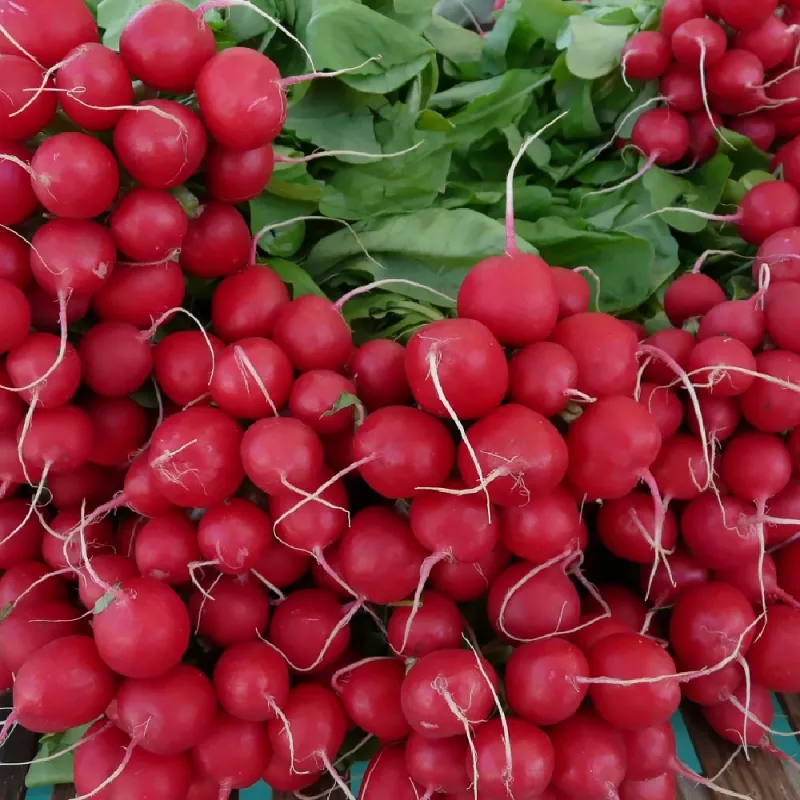 Seeds Apte Rzodkiewka CARMEN — Polish radish variety for year‑round cultivation