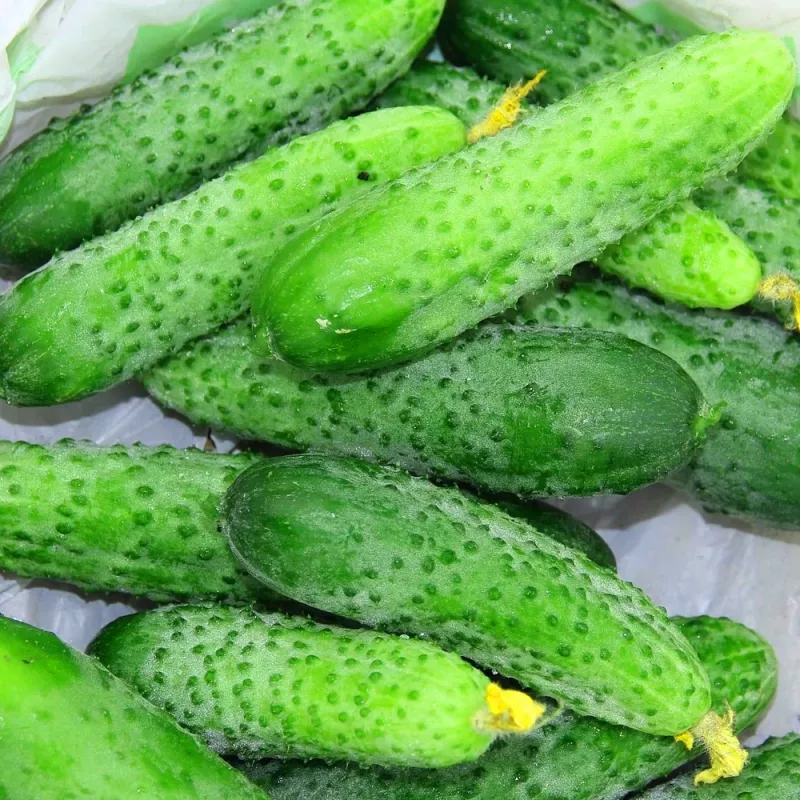 Seed tape Apte Cucumber Reja F1 cucumber 6 m with slow-release fertilizer Platnacote, mid-early variety