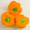 Vegetable seeds Seklos LT Papryka Etiuda — sweet pepper seeds pack 0.5 g