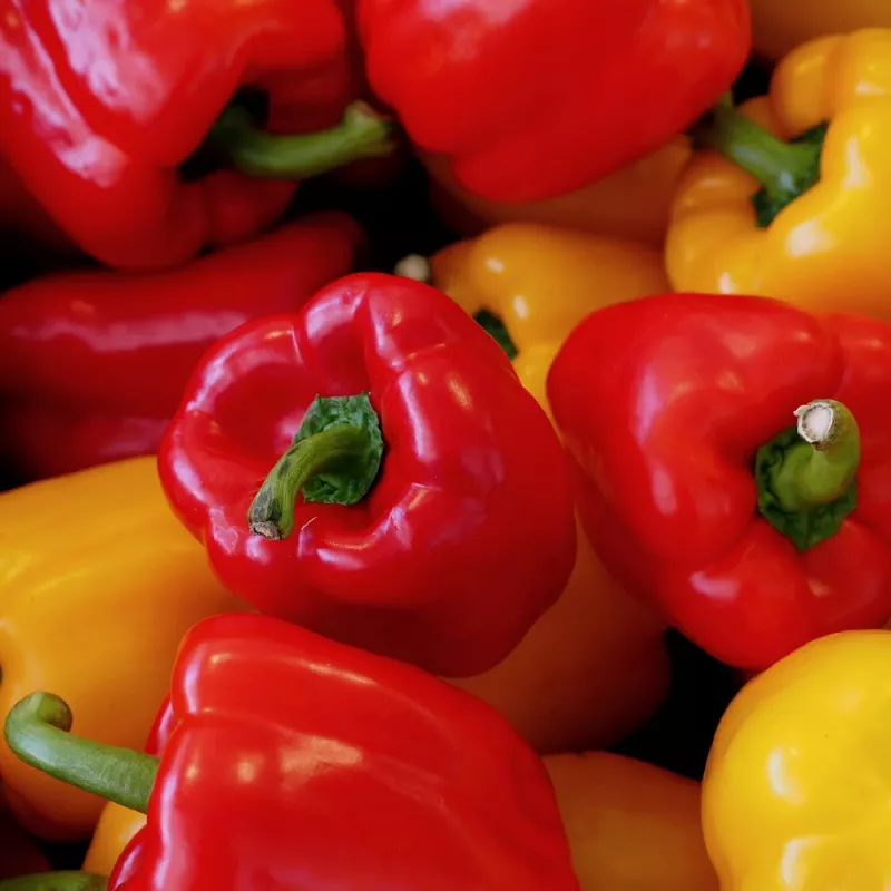 Seed packet Seklos LT Paprika Jolanta 0.5 g – sweet pepper seeds for cultivation