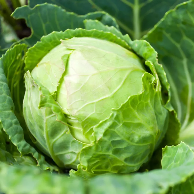 Seed packet Apte — White Head Cabbage 'Roem Van Enkhuizen' (2 g) vegetable seeds