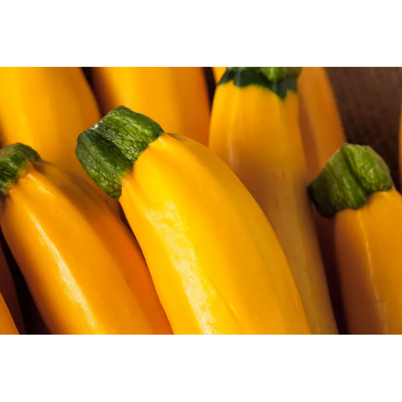 Golden Zucchini Toraf Vegetable Seeds, 5g Package