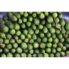 Srem Cucumber F1 Toraf Vegetable Seeds, 5g Pack