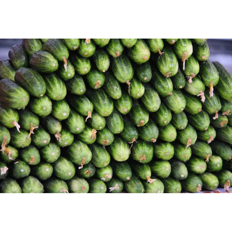 Srem Cucumber F1 Toraf Vegetable Seeds, 5g Pack