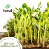 TORAF Spring Flavors Seed Set - 12 Packets