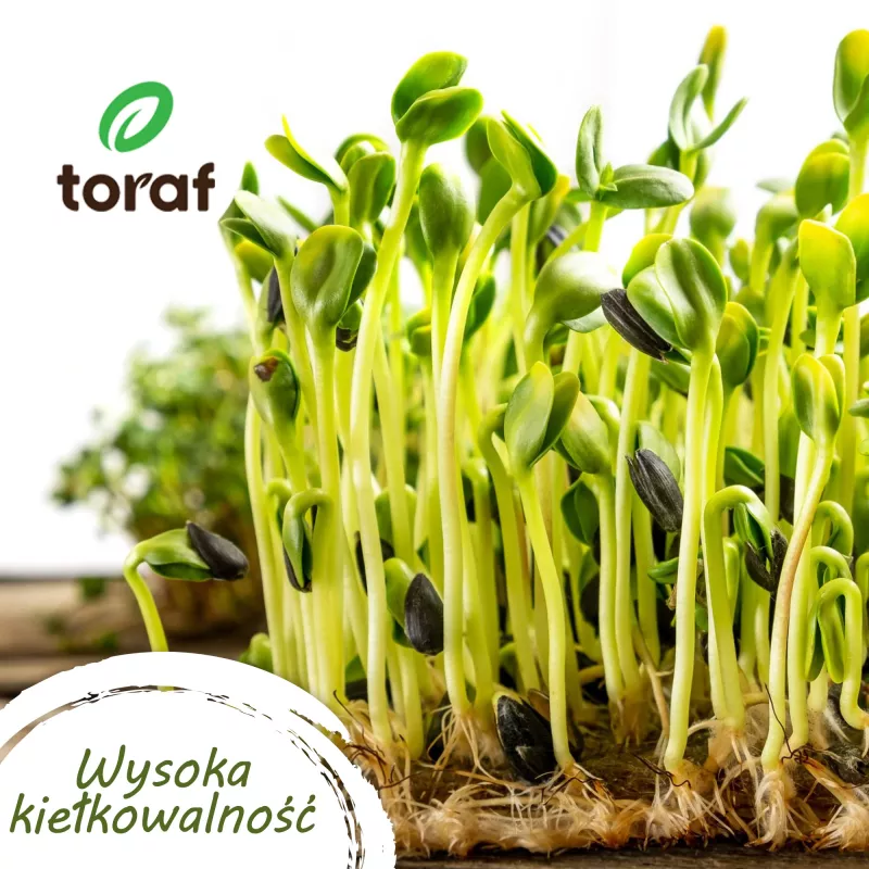 TORAF Spring Flavors Seed Set - 12 Packets