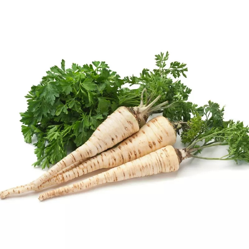 Seeds – Parsnip (Pietruszka Korzeniowa Alba) 3 g pack by Seklos LT