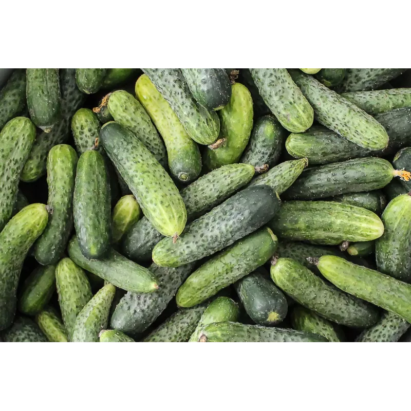 Wisconsin Cucumber SMR 58 Toraf Vegetable Seeds, 5g Pack