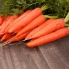 Apte Marchew Dolanka 6 m tape with Platnacote fertilizer — late variety