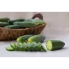 Srem Cucumber F1 Toraf Vegetable Seeds, 5g Pack