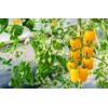 Cherry Tomato Perun Toraf Vegetable Seeds, 0.5g Pack