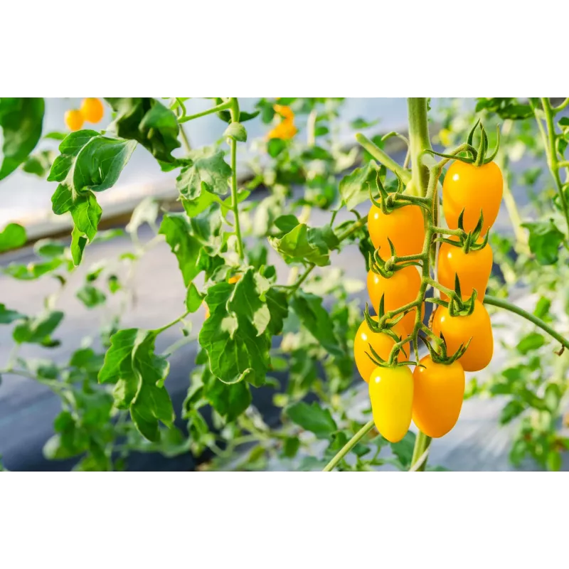 Cherry Tomato Perun Toraf Vegetable Seeds, 0.5g Pack
