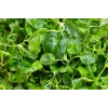 Watercress Toraf Vegetable Seeds, 0.2g Package
