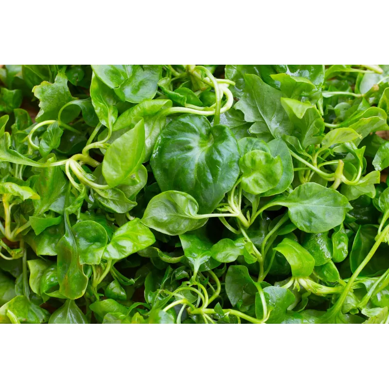 Watercress Toraf Vegetable Seeds, 0.2g Package