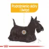 Royal Canin CCN Dermacomfort Loaf wet dog food, 12 x 85 g