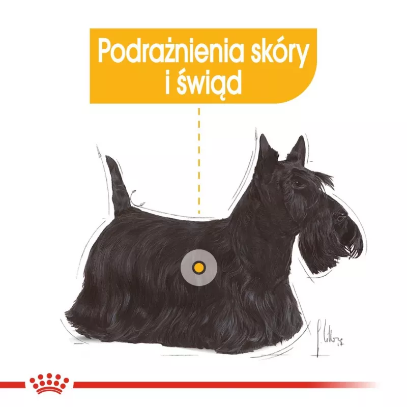Royal Canin CCN Dermacomfort Loaf wet dog food, 12 x 85 g