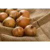 Wolska Onion Toraf Vegetable Seeds, 5g Pack