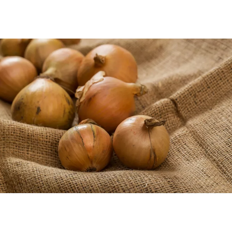 Wolska Onion Toraf Vegetable Seeds, 5g Pack