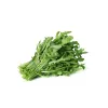 Seeds on Tape — Apte Rukola (Eruca sativa) 6 m for Home and Garden Cultivation