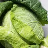 Vegetable Seeds Apte Savoy Cabbage Langedijska — seed pack 2 g