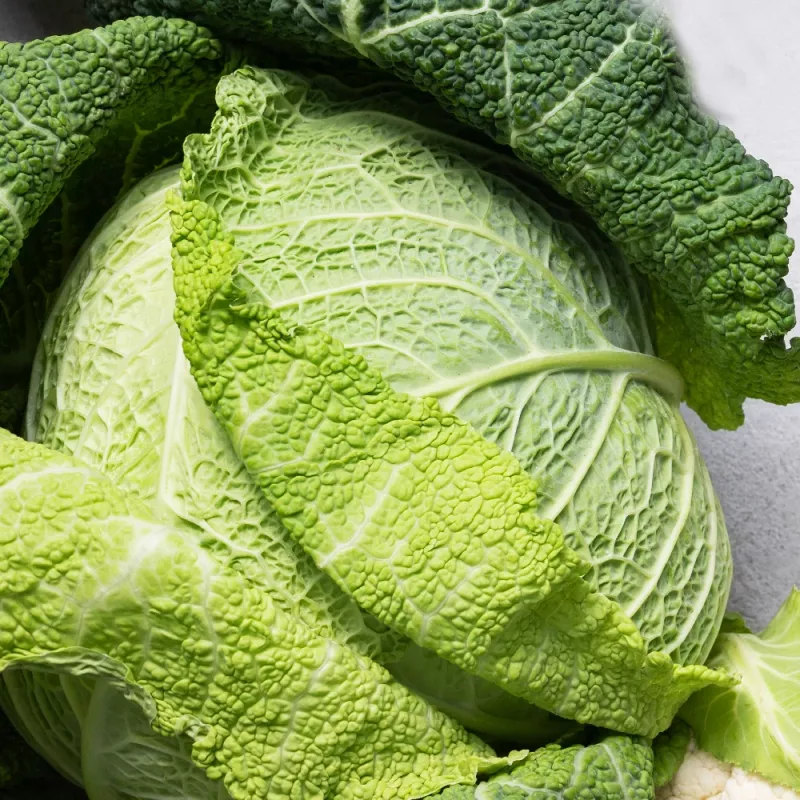 Vegetable Seeds Apte Savoy Cabbage Langedijska — seed pack 2 g
