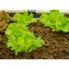 Crisp Ice Lettuce Summer Toraf Vegetable Seeds, 1g Package