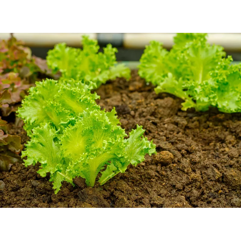Crisp Ice Lettuce Summer Toraf Vegetable Seeds, 1g Package